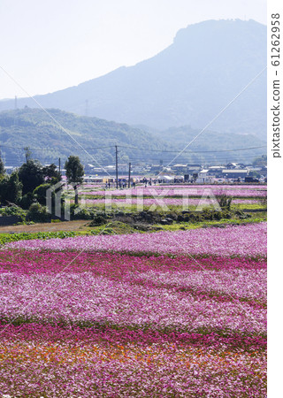 Oita Oita 61262958