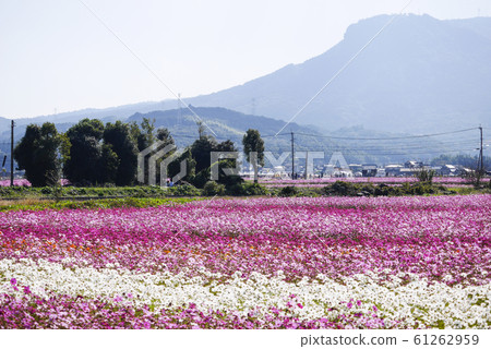 Oita Oita 61262959
