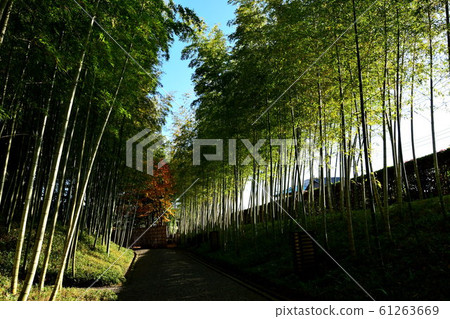 Bamboo grove Bamboo grove 61263669