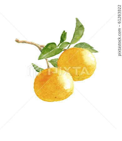 Hassaku with leaf branches Hachisaku Fruit Material White background With copy space [Watercolor illustration] 61263822