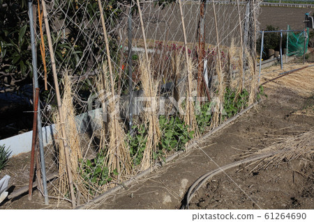 Straw enclosure of peas field 61264690