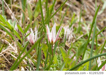 Amana II (scientific name: Amana edulis) Amana II (scientific name: Amana edulis) 61265209