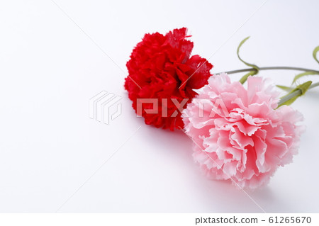 Carnation White Background 61265670