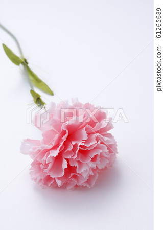 康乃馨母親節圖片 康乃馨母親節圖片 61265689