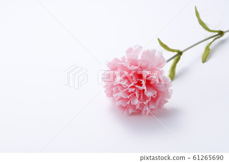 康乃馨母親節圖片 康乃馨母親節圖片 61265690