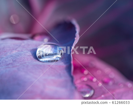Water drops after rain Water drops after rain 61266033