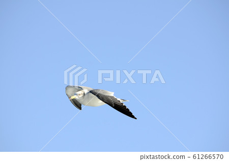 seagull seagull 61266570