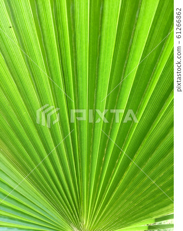 palm tree leave 61266862