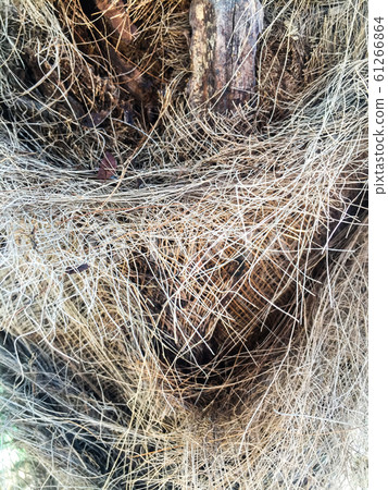 Dry grass 61266864