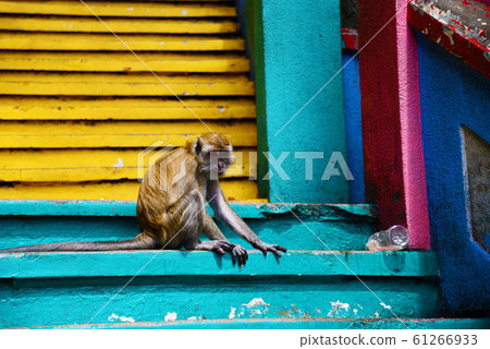 Malaysian wild monkey Malaysian wild monkey 61266933