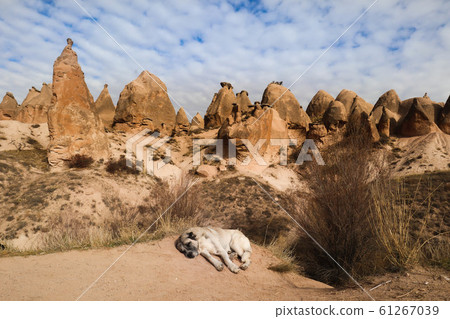 卡帕多細亞風景和狗 61267039