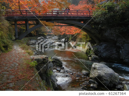 日本最著名的秋葉之一：京都清Ki 61267364