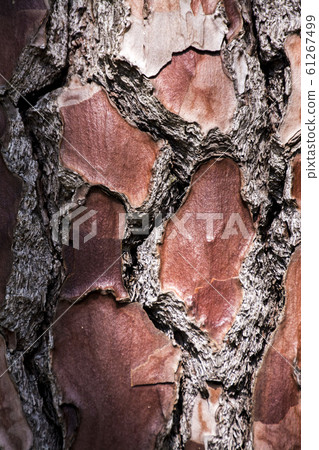 Tree bark background Tree bark background 61267499