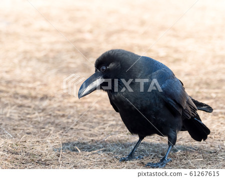 瓢蟲玻璃 61267615