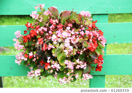 Bouquet of beconia on blue plank wall background Bouquet of beconia on blue plank wall background 61268359