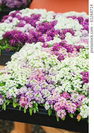 Alyssum flowers. Alyssum in sweet colors. Alyssum 61268714