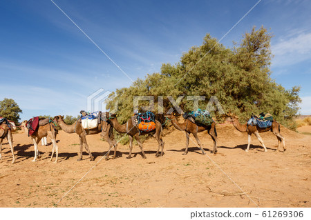 camel caravan in the sahara desert camel caravan in the sahara desert 61269306