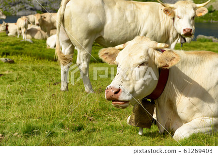 Herd of cows in the alpine pastures 61269403