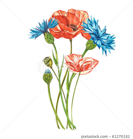 Watercolor Red Poppies Wild Flower Set Stock Illustration