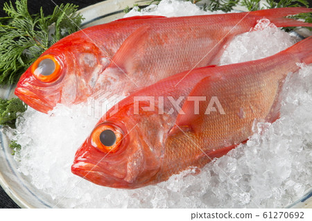Red snapper 61270692