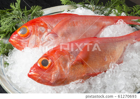 Red snapper 61270693