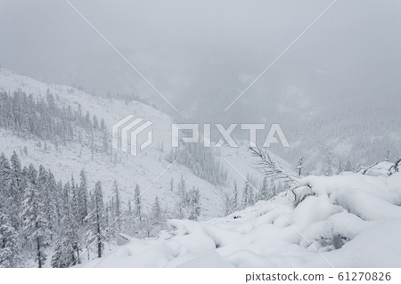 Winter forest snowy taiga hills Beautiful beautiful nature of Russia. Taiga forest in winter. Frosty snowy overcast weather 61270826