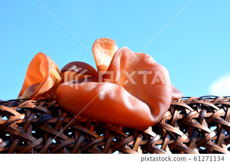 具有波紋紋理的活潑水母,水母水母,成分圖像材料 具有波紋紋理的活潑水母,水母水母,成分圖像材料 61271134