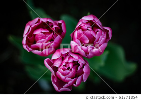 Winter blooming bright tulips 3 wheels 61271854