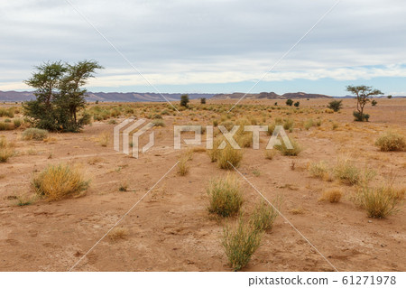dry grass and lonely trees in the Sahara desert, dry grass and lonely trees in the Sahara desert, 61271978