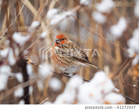 Omasico female 61272037