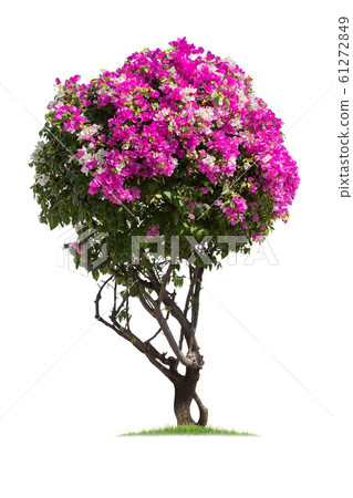 Bougainvillea,Tako trees bending.Isolated tree on Bougainvillea,Tako trees bending.Isolated tree on 61272849