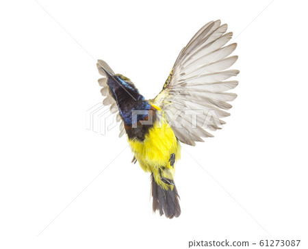 Beautiful flying Bird (Olive-backed Sunbird) Beautiful flying Bird (Olive-backed Sunbird) 61273087