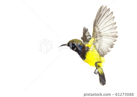 Beautiful flying Bird (Olive-backed Sunbird) 61273088