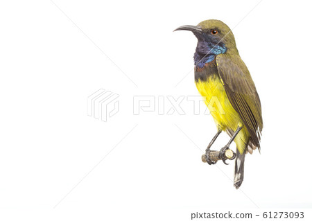 Beautiful Bird (Olive-backed Sunbird) isolate on 61273093