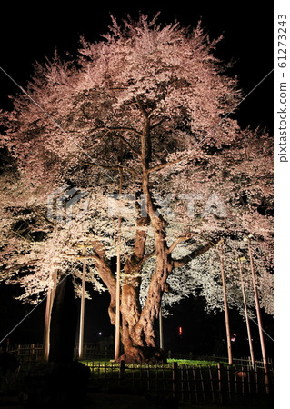 [Gifu Prefecture] Shogawa cherry blossom lighting 61273243