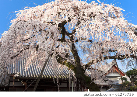[Inuyama-shi, Aichi] Weeping cherry tree of Enmyoji Temple 61273739