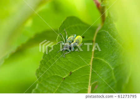 Blue weevil Blue weevil 61273795