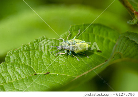 Blue weevil 61273796