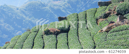 Tea leaf plantation garden leisure field tea field 61274039