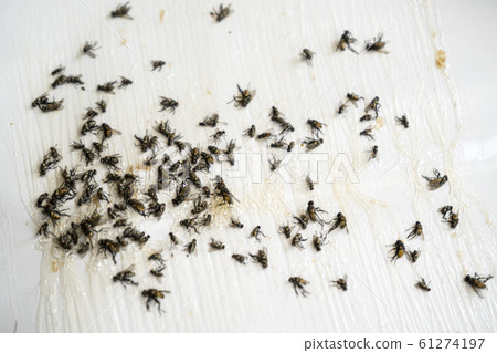 Close up of Many fly on the white background, Dirty insect and dead fly on the floor, Insect that carries disease and carrion of fly. Close up of Many fly on the white background, Dirty insect and dead fly on the floor, Insect that carries disease and carrion of fly. 61274197