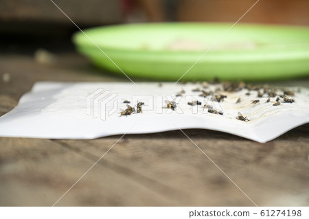 Close up of Many fly on the white background, Dirty insect and dead fly on the floor, Insect that carries disease and carrion of fly. Close up of Many fly on the white background, Dirty insect and dead fly on the floor, Insect that carries disease and carrion of fly. 61274198