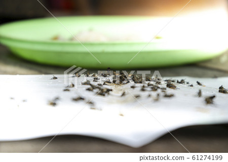 Close up of Many fly on the white background, Dirty insect and dead fly on the floor, Insect that carries disease and carrion of fly. Close up of Many fly on the white background, Dirty insect and dead fly on the floor, Insect that carries disease and carrion of fly. 61274199