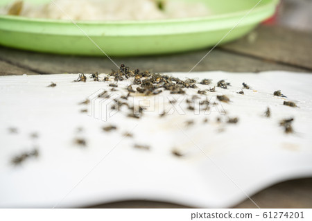 Close up of Many fly on the white background,  Dirty insect and dead fly on the floor,  Insect that carries disease and carrion of fly. 61274201