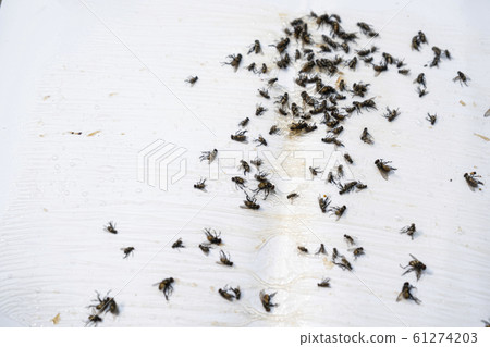 Close up of Many fly on the white background, Dirty insect and dead fly on the floor, Insect that carries disease and carrion of fly. Close up of Many fly on the white background, Dirty insect and dead fly on the floor, Insect that carries disease and carrion of fly. 61274203