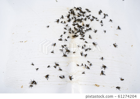 Close up of Many fly on the white background, Dirty insect and dead fly on the floor, Insect that carries disease and carrion of fly. Close up of Many fly on the white background, Dirty insect and dead fly on the floor, Insect that carries disease and carrion of fly. 61274204