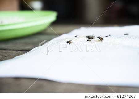 Close up of Many fly on the white background, Dirty insect and dead fly on the floor, Insect that carries disease and carrion of fly. Close up of Many fly on the white background, Dirty insect and dead fly on the floor, Insect that carries disease and carrion of fly. 61274205