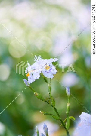 Shaga的花朵 61274741
