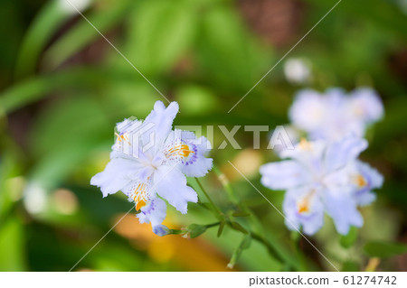 Shaga的花朵 61274742