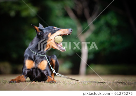 Doberman biting a tennis ball - Stock Photo [61275275] - PIXTA