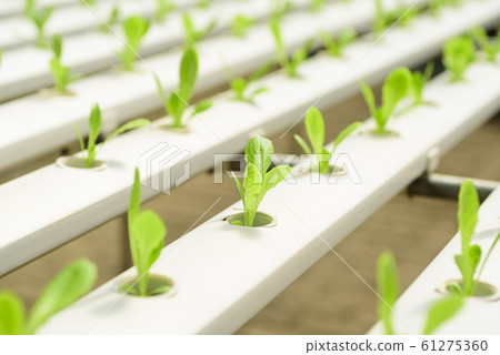 hydroponic, vegetable, plant 61275360